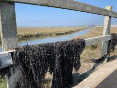 Seaweed on the fence by The Strood